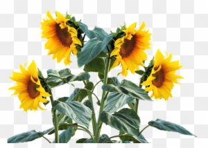 sunlight plant clipart without background