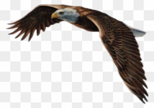 Logoaigle2 Aigle Free Transparent Png Clipart Images Download