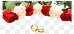 Wedding Ring Rose Stock Photography - Wedding Poster Design Templates Hd