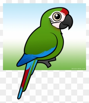 Scarlet Macaw Cartoon - Free Transparent PNG Clipart Images Download Scarlet Macaw Cartoon - Free Transparent PNG Clipart Images Download