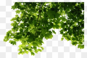 Leaves Png File 1023*687 Transprent Png Free Download - Tree Leaves Png