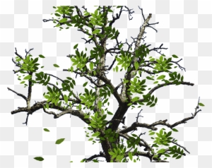Tree With Green Leaves Isolated Object Png - Tree Branches With Leaves Png