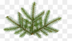 Pine Tree Branch Png - Spruce-pine-fir