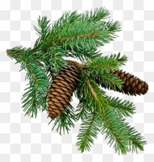 Christmas-tree Branch - Pine Tree Branch Png