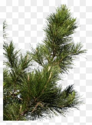 Pine Tree Branch Png