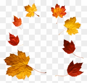 Autumn Leaves Png Clipart - Autumn Leaves Photo Png