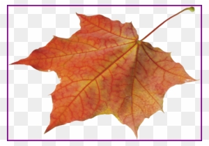 Marvelous Autumn Leaves Solo Left Transparent Png Image - Autumn Leaf Png