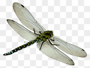 Dragonfly Clipart Transparent Background - Dragon Fly Png File
