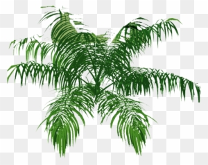 Explore Tree Plan, Palm, And More - Vegetation Top View Png