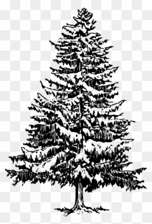 Pine Clipart Black And White - Fir Tree Drawing Png
