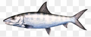 Oio - Single Bone Fish