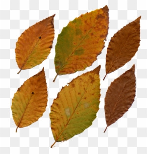 American Beech Leaves By Darkroomalchemist On Deviantart - American Beech Leaf In Fall