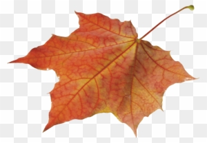 Autumn Leaves Clipart Pile Fall Leaves - Autumn Leaf Png