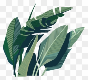 Leaf Coconut Illustration - Leaf