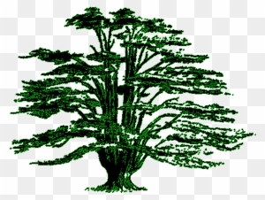 Lebanese Flag Cedar Tree - Free Transparent PNG Clipart Images Download