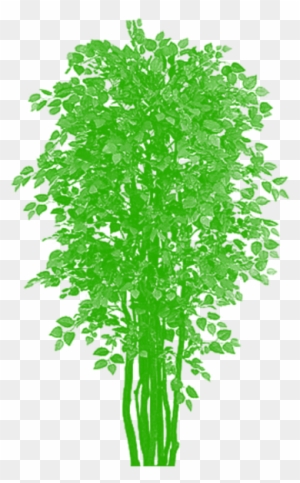 Tree Vector Clipart De Bambu Livre Png E Psd - Nearly Natural 5021 Bougainvillea Silk Tree Beauty,