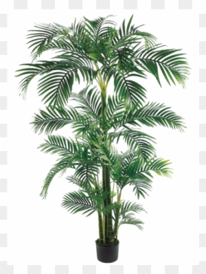 7' Tropical Kentia Palm Tree In Plastic Pot Green - Silk Plants Direct Kentia Palm Tree - Green - Pack