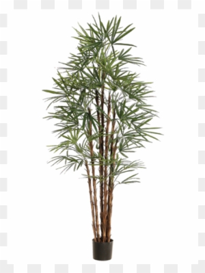 6" Honey Rhapis Palm Tree X10 In Plastic Pot Green - Silk Plants Direct Rhapis Palm Tree - Green - Pack