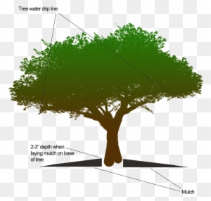 How Should I Apply Mulch To Tree Base - Get Out Of My Life Status