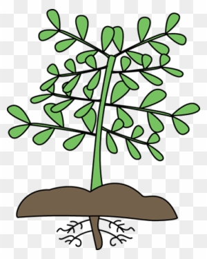 Plant With Roots Clipart, Transparent PNG Clipart Images Free Download