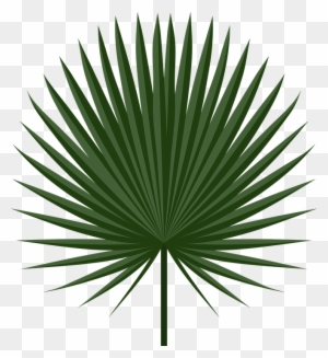 Wallpaper Interesting - Fan Palm Leaf Png