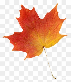 Autumn Leaf Color Clip Art - Autumn Leaves Maple