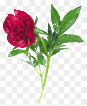 Flower Art - �������� ������ ����� �� ���������� ���� - Free Transparent  PNG Clipart Images Download
