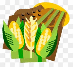 Corn Field Farm Stock Vector - Corn And Wheat Clipart