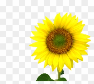 Sunflower Centre Logo - Yellow Sun Flower
