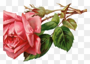 Free Rose Clipart - Flower Clipart Antique