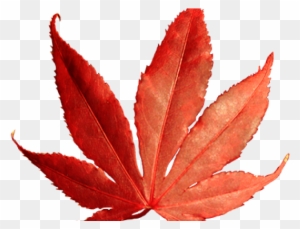 Leaves Clipart Red Fall Leaves - Png Leaves