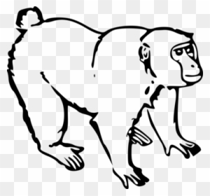 Ape Monkey Drawing Black And White Monkey Black And White Free Transparent Png Clipart Images Download,Salmon Patty Recipe Keto