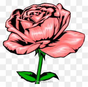 Pink Rose Royalty Free Vector Clip Art Illustration - Light Pink Roses Drawing