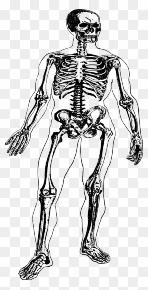 Human Body Clipart, Transparent PNG Clipart Images Free Download ...