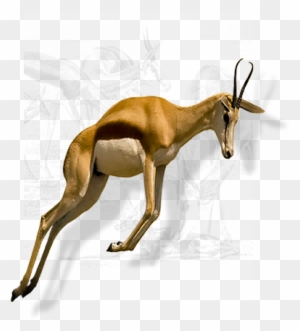 National Animal Springbuck/springbok - South African National Symbols And  Their Meanings - Free Transparent PNG Clipart Images Download