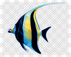Download Ikan Manfish Png Clipart Aquarium Clip Art - Video Play Button Transparent