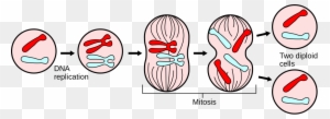 During The Cell Cycle - Mitosis Science