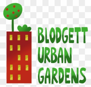 Sweet Potato Blodgett Urban - Blodgett Urban Gardens