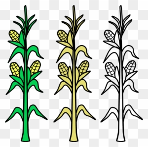 Corn, Field, Vector, Agriculture, Plant, Crop, Farm - Plantas De Maiz Para  Dibujar - Free Transparent PNG Clipart Images Download