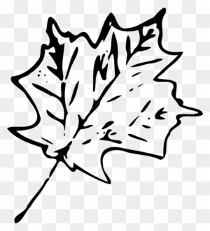 Autumn Leaf Color Drawing Maple Leaf - Autumn Leaves Png Black And White