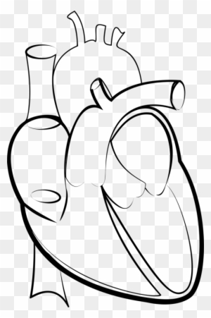 Drawing Line Art Heart Hartlijn - Outline Image Of Human Heart