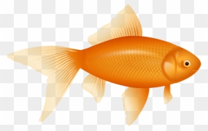 Clip Art Fish Realistic Goldfish Clipart Cliparts And - Fish Png