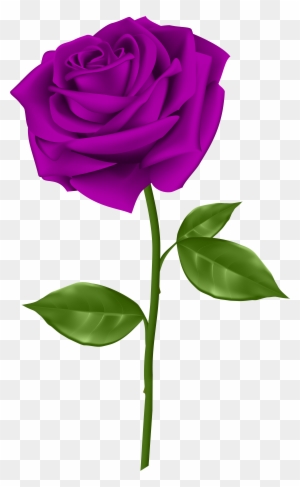 Purple Rose Transparent Png Clip Art - Single Red Rose Clip Art
