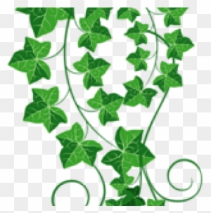 Ivy Clipart Grape Leave - Transparent Green Vine Clipart