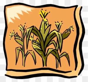 Vector Illustration Of Farm Cornfield Corn Crop In - Cherokee Green Corn Festival