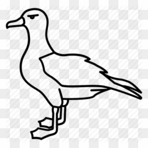 Albatross Drawing Drawing Kittiwake Free Transparent Png Clipart Images Download