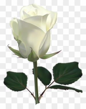 Large White Rose Png Clipart Picture - Rose Hd Photos Download