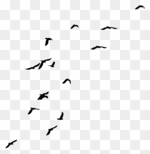 Black Flying Birds By Jassy2012 On Clipart Library - Crows Png