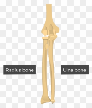 Elbow Joint - Humerus Radius And Ulna - Free Transparent PNG Clipart ...
