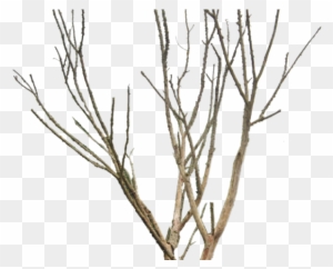 Dead Tree Clipart Desert Png Dead Tree Png Transparent Free Transparent Png Clipart Images Download